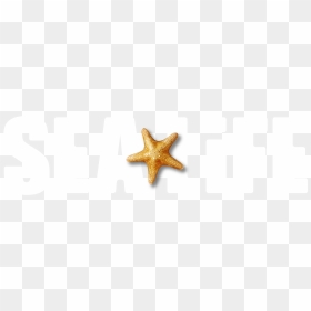 Starfish, HD Png Download - sea life png