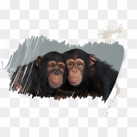 Chimpanzees Png, Transparent Png - chimp png