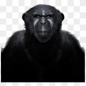 Chimpanzee , Png Download - Macaque, Transparent Png - chimp png