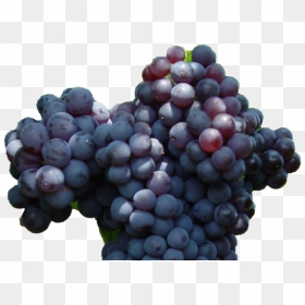 Currant Png Photo - Seedless Fruit, Transparent Png - grapevine png