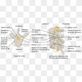 Spinal Cord Levels - Centrum In Vertebral Column, HD Png Download - spinal cord png