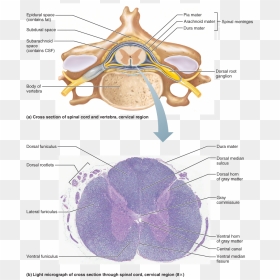Spinal Cord Cervical Region Cross Section, HD Png Download - spinal cord png