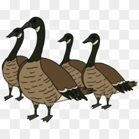 Ducks Regular Show Gif , Png Download - Canada Goose Regular Show, Transparent Png - geese png