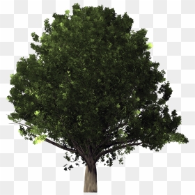 Tree,plant,woody Live Oak - Transparent Background Oak Tree Png, Png Download - live oak png