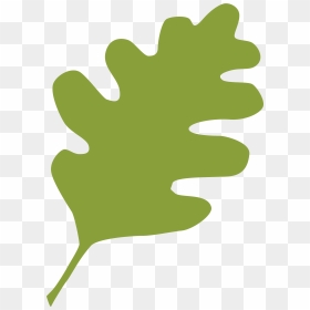 Green Live Oak Leaf - Tree Planting, HD Png Download - live oak png