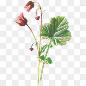 Water Avens, HD Png Download - fireworks .png