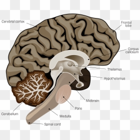 Part Of The Brain Does Parkinson's Affect, HD Png Download - spinal cord png
