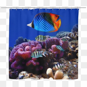 Sea Life 03 Tropical Fish Shower Curtain - Marine Life In Andaman And Nicobar Islands, HD Png Download - sea life png
