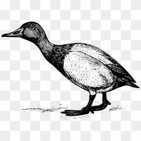 Standing Duck Engraving, HD Png Download - geese png