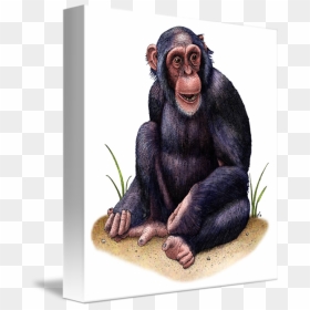 Chimpanzee Drawings, HD Png Download - chimp png