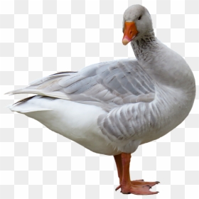 Animales Con Plumas Png, Transparent Png - geese png