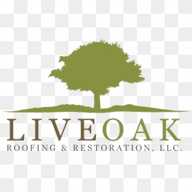 Logo - Oak, HD Png Download - live oak png
