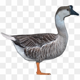 Goosechinese Jimmyzhoopz - Zoo Tycoon 2 Goose, HD Png Download - geese png