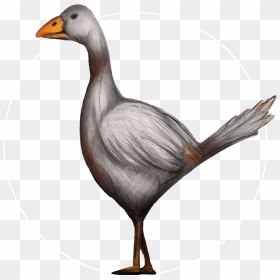 Attribute Motif Kars Goose White - Duck, HD Png Download - geese png