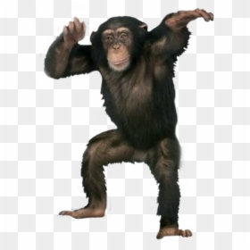 #monkey #chimpanzee #chimp - Chimpanzee Dancing, HD Png Download - chimp png