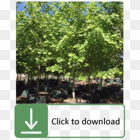 Young London Plane Tree, HD Png Download - street tree png