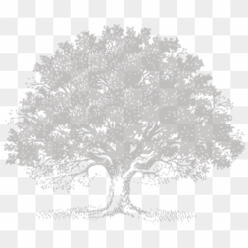 Live Oak Tree Svg Royalty Free Stock - Free Svg Image Oak Tree, HD Png Download - live oak png