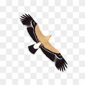 Imperial Eagle - White Stork, HD Png Download - imperial aquila png
