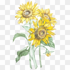Transparent Watercolor Sunflower Png - Girasole Png, Png Download - girasoles png