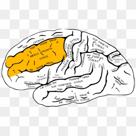 Gray726 Middle Frontal Gyrus - Frontal Lobe, HD Png Download - gray line png