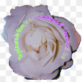 Picsart Stickerchallenge Selenaquintanilla , Png Download - Vegetable, Transparent Png - selena quintanilla png