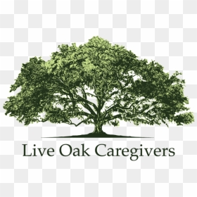 Live-oak - Live Oak Tree Drawing, HD Png Download - live oak png