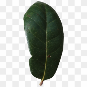 Plant Pathology, HD Png Download - live oak png