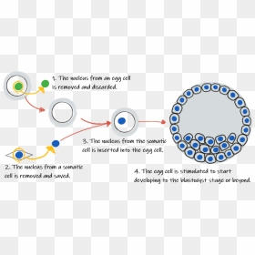 Cloning Blastocyst, HD Png Download - fancy circle png