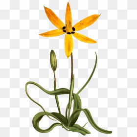 Yellow Flower Svg Clip Arts - Star Flower Clipart, HD Png Download - flower clip art png