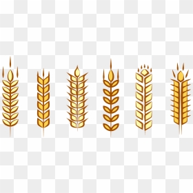 Transparent Maize Clipart - Ear Of Corn Vector Free, HD Png Download - wheat vector png