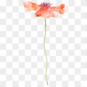 Painted Watercolor Flowers Transparent, HD Png Download - poppy flower png