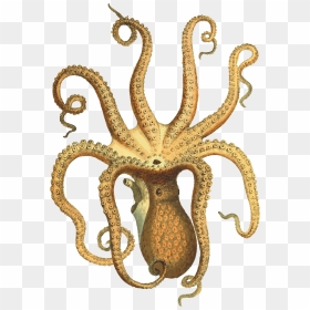 Octopus Png - Octopus Vintage Png, Transparent Png - octopus tentacles png