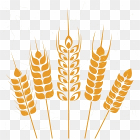 Vector Wheat Illustrator - شعار محافظة المنيا Png, Transparent Png - wheat vector png