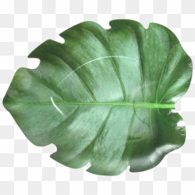 Paper Plate Leaf Shape Set/10, HD Png Download - paper plate png