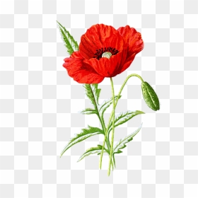 Botanical Poppy Flower Drawing, HD Png Download - poppy flower png