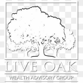 Live Oak Png, Transparent Png - live oak png