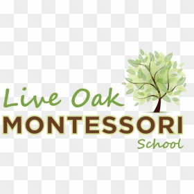 Live Oak Montessori School - Wyncote Foundation, HD Png Download - live oak png