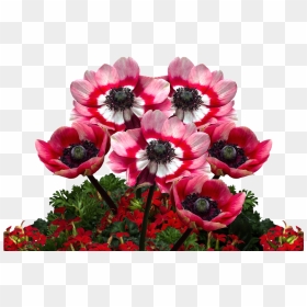 Poppies, Poppy, Mohngewaechs, Poppy Flower, Red Poppy - Birthday, HD Png Download - poppy flower png