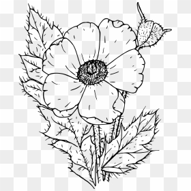 Prickly Poppy Clip Arts - Poppy Flower Black And White, HD Png Download - poppy flower png