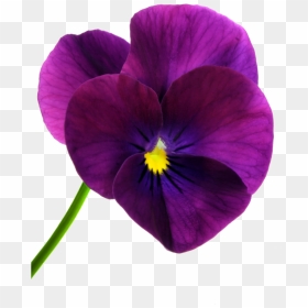 Transparent Pansies Png - Pansy Flower Png, Png Download - poppy flower png