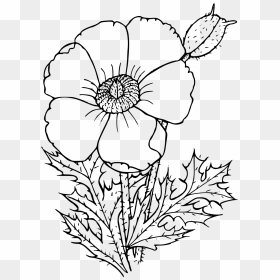 Sacramento Mountains Prickly Poppy Clip Arts - Poppy Drawing, HD Png Download - poppy flower png