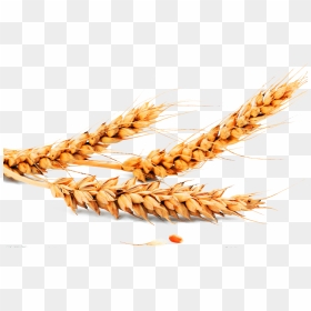 Transparent Oats Png - Justine Fortigrain Facial Scrub, Png Download - wheat vector png