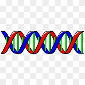 Dna Double Helix Clip Art, HD Png Download - double helix png