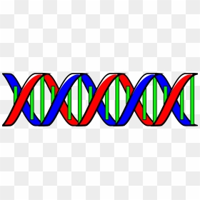 Dna Double Helix Clip Art, HD Png Download - double helix png