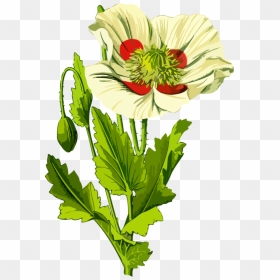 Botany,plant,flower - Opium Png, Transparent Png - poppy flower png