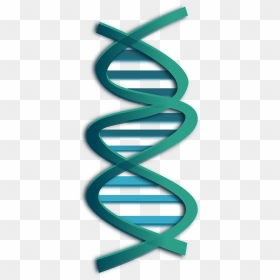 Dna Clip Art, HD Png Download - double helix png