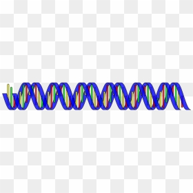 Dna Double Heli Png - Dna Helix Border, Transparent Png - double helix png