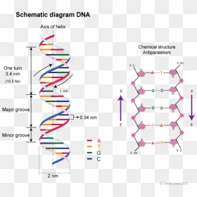 Transparent Dna Helix Clipart - Dna Double Helix Structure Model, HD Png Download - double helix png