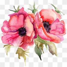 #poppyflower #poppy #pngstickers #png #watercolor #illustration - Watercolor Poppy Flower Free, Transparent Png - poppy flower png