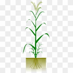 Types Of Root Plants, HD Png Download - wheat vector png